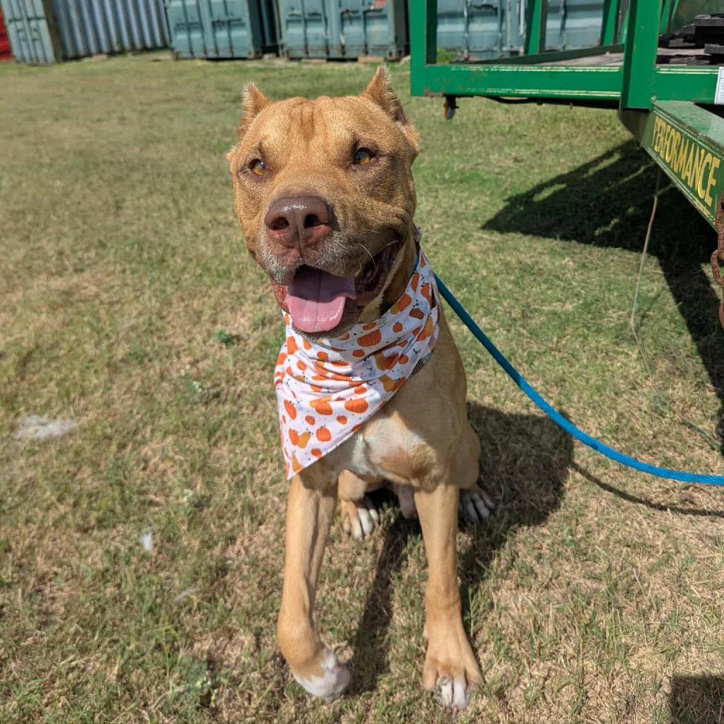 Enlarge Howard, a Adoptable Mixed Breed in Dickinson, TX image 6/6