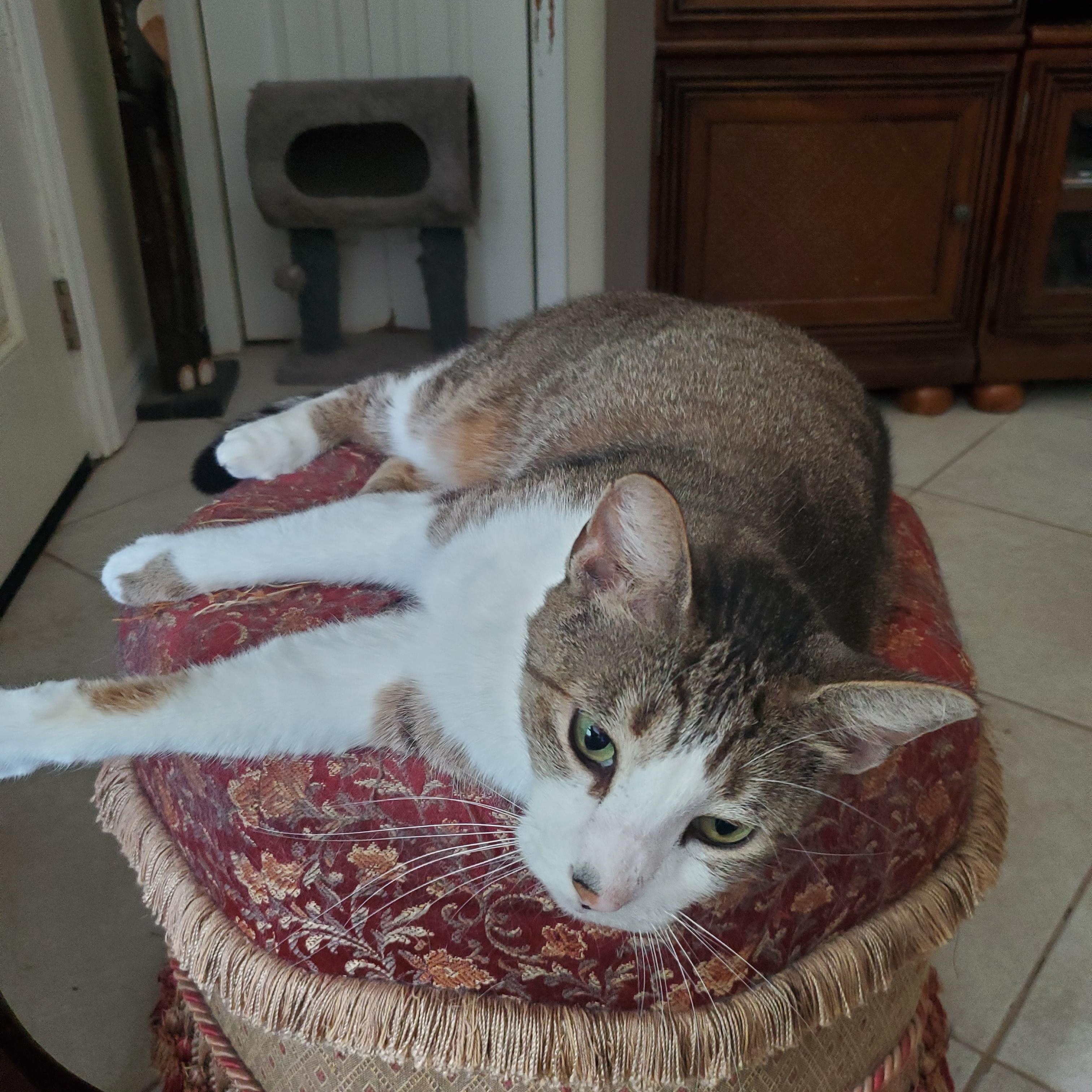 MaiTai, a Adoptable mixed breed in Port Orange, FL image 1/3