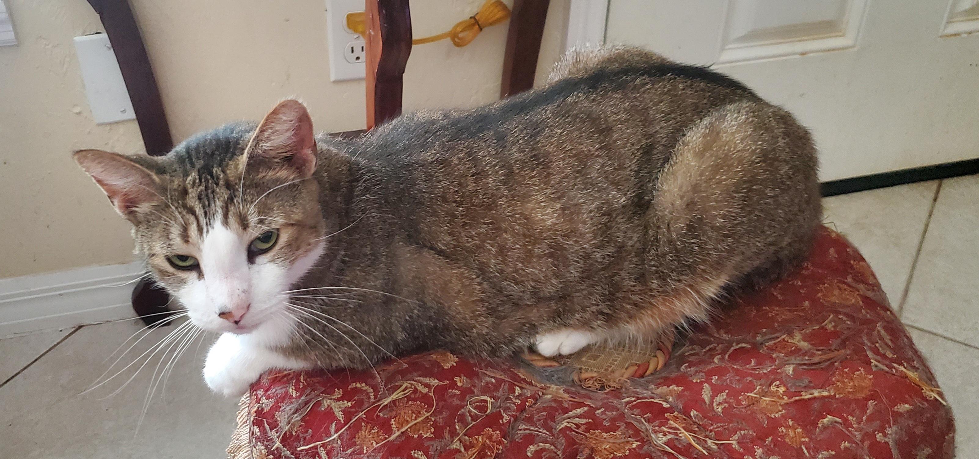 MaiTai, a Adoptable mixed breed in Port Orange, FL image 3/3