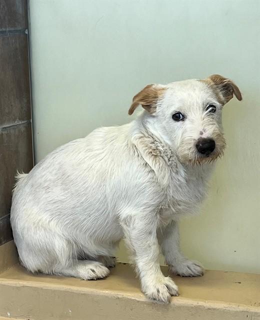 Enlarge CARL, a Adoptable mixed breed in Blythe, CA image 2/2