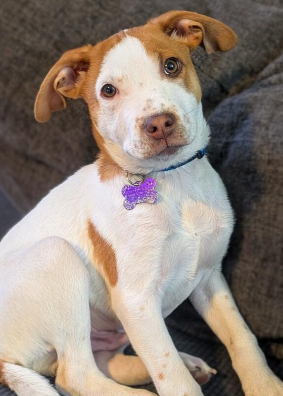 Bay of Biscay, Adoptable, Puppy Male Mixed Breed.