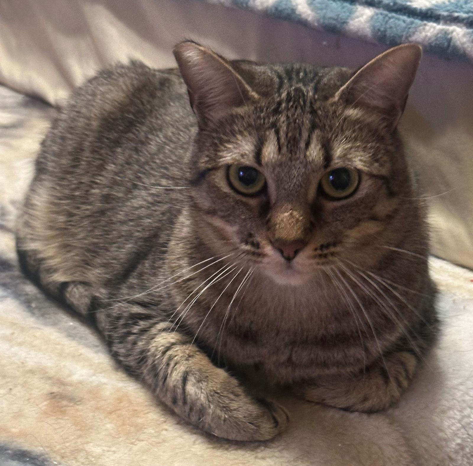 Enlarge Skip, a Adoptable Tabby in Palo Alto, CA image 1/1