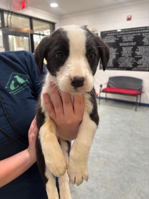 Enlarge MUTT, a Adoptable mixed breed in Warrenton, NC image 1/1