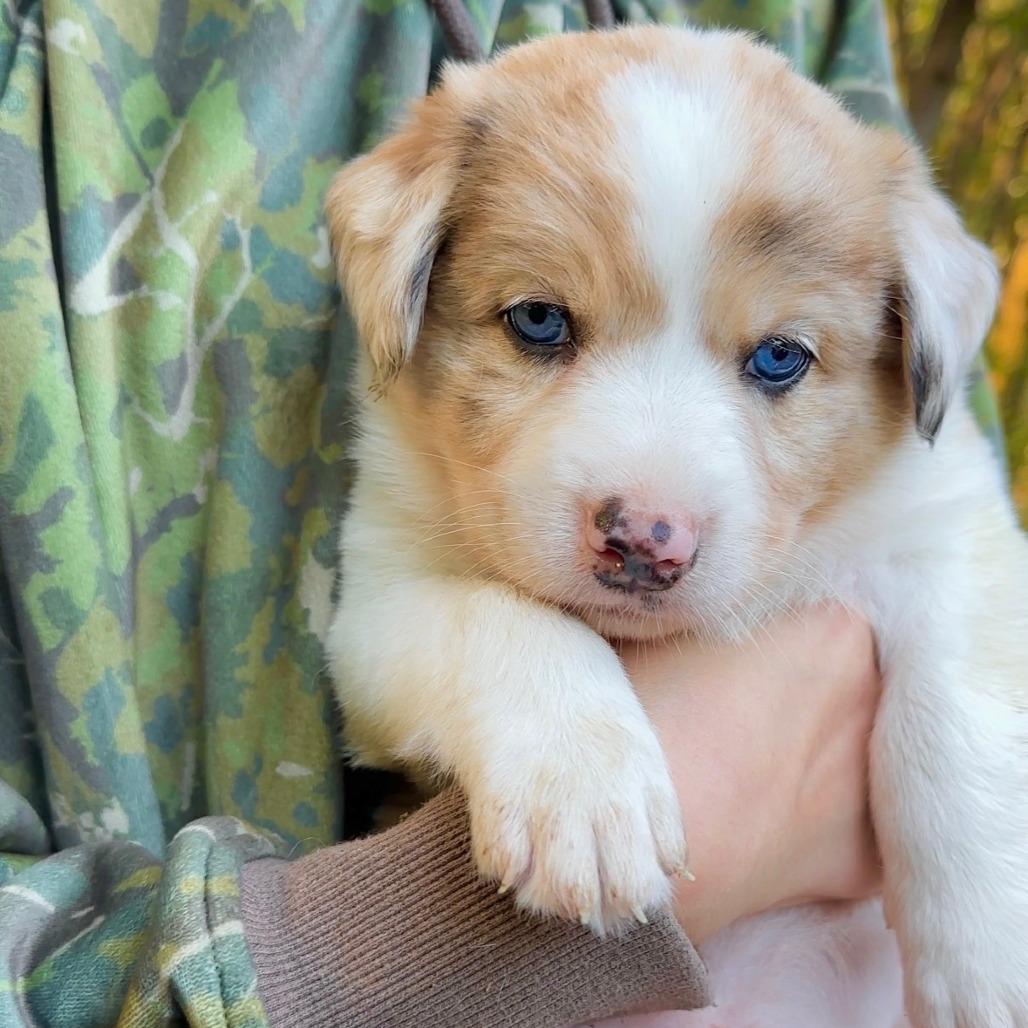 Enlarge CT Mint avail Oct 24 (Scarecrow Festival- Somers, CT), a Adoptable Australian Shepherd in Eastford, CT image 4/5