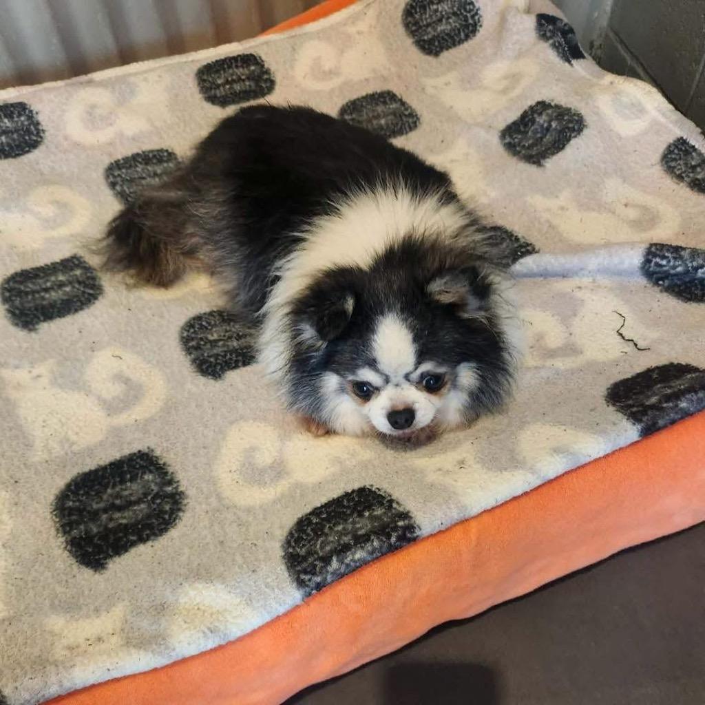 Mikey, Adoptable, Senior Male Chihuahua.