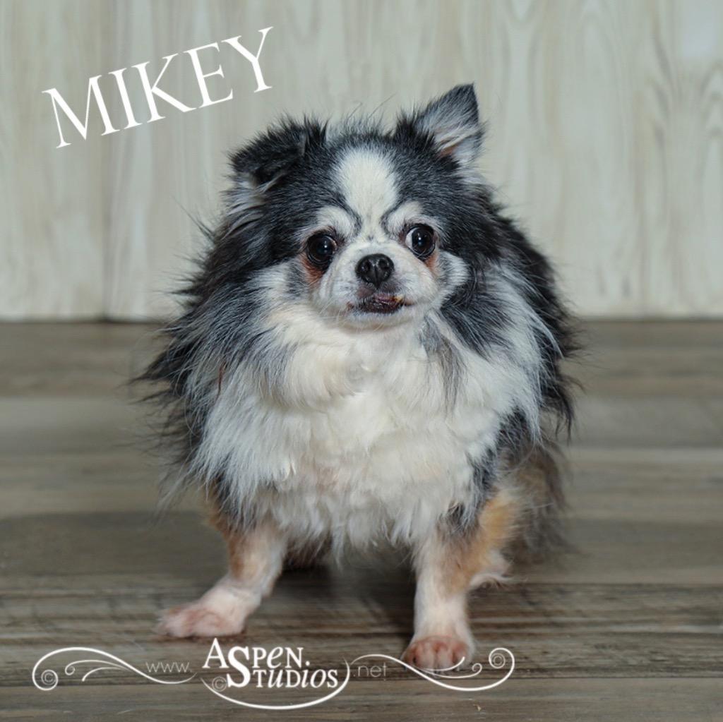 Mikey, a Adoptable Chihuahua in Valparaiso, IN image 2/2