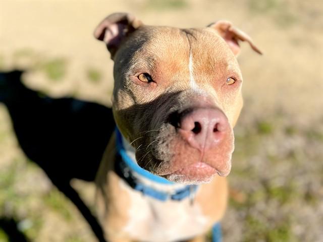 CASPER, Adoptable, Young Male Pit Bull Terrier.