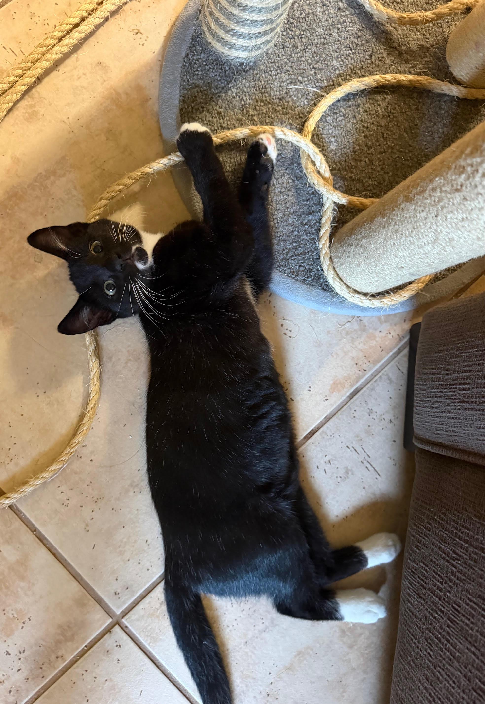 Enlarge Houdini, an adopted Domestic Short Hair in Orange, CA image 2/4