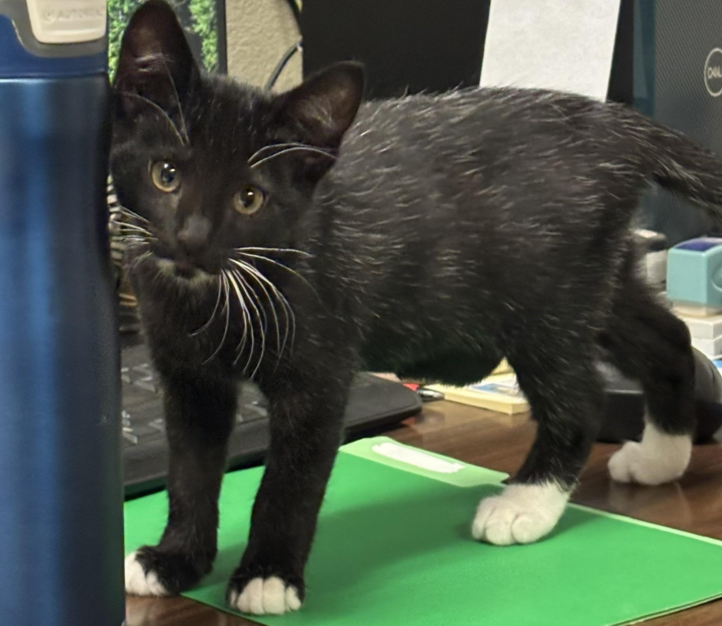 Enlarge Houdini, an adopted Domestic Short Hair in Orange, CA image 4/4