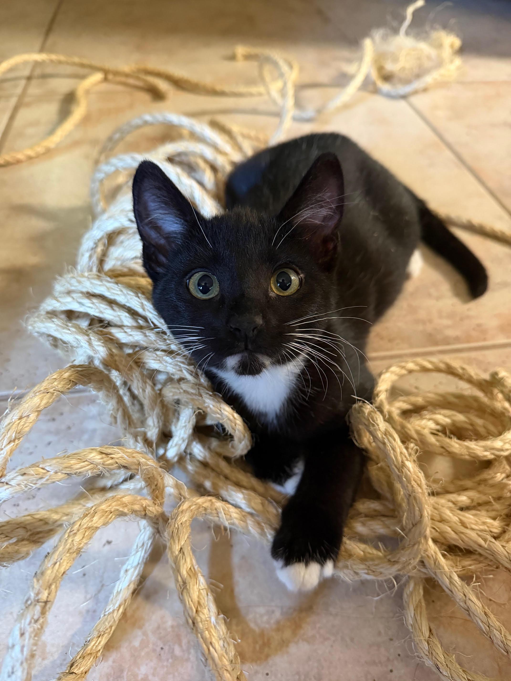 Houdini, adopted, Kitten Female Domestic Short Hair.