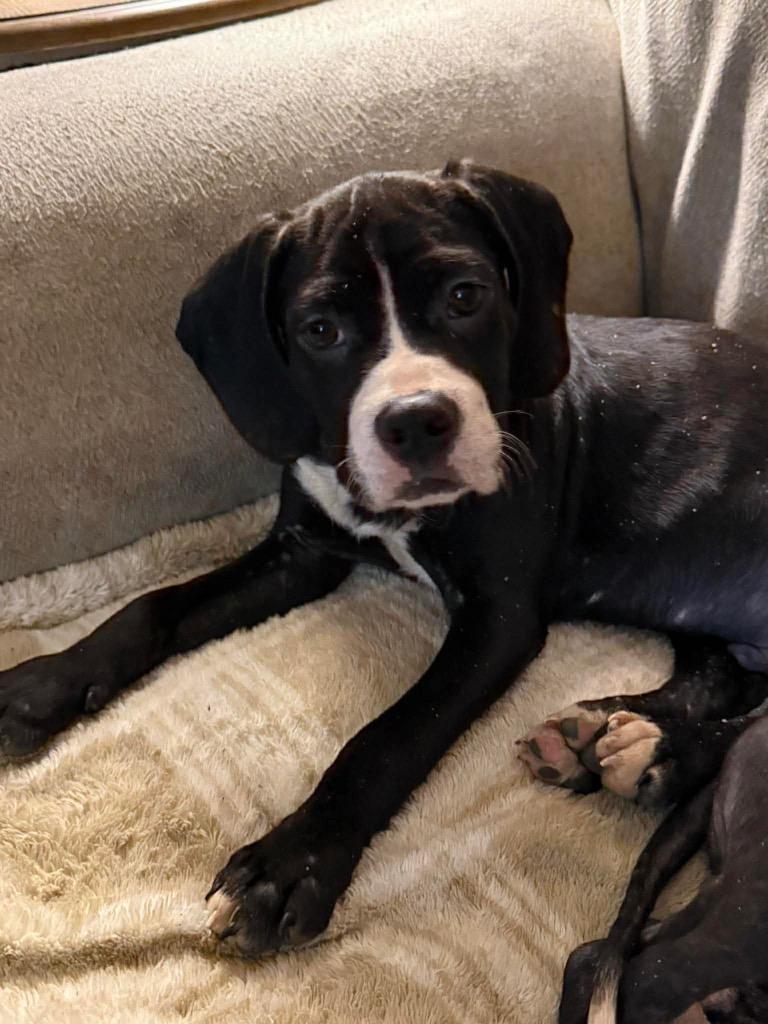 Enlarge Arthur, a Adoptable mixed breed in Newnan, GA image 1/1