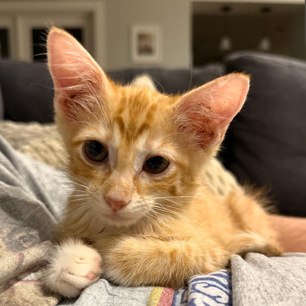 Malcolm, Adoptable, Kitten Male Domestic Short Hair.