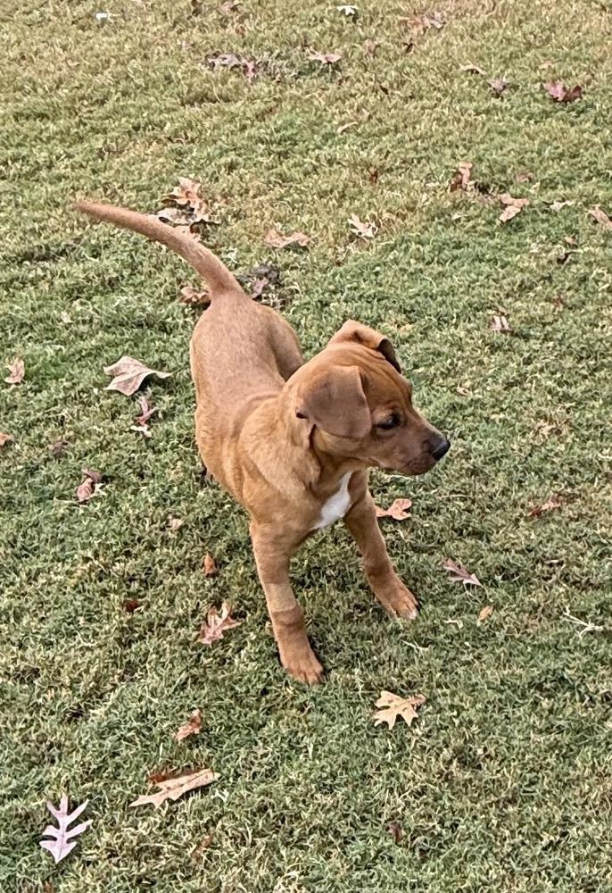 DOLLY, Adoptable, Puppy Female Labrador Retriever & Hound.