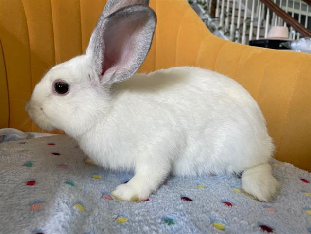 (JOHN) SNOW, Adoptable, Young Male Bunny Rabbit.