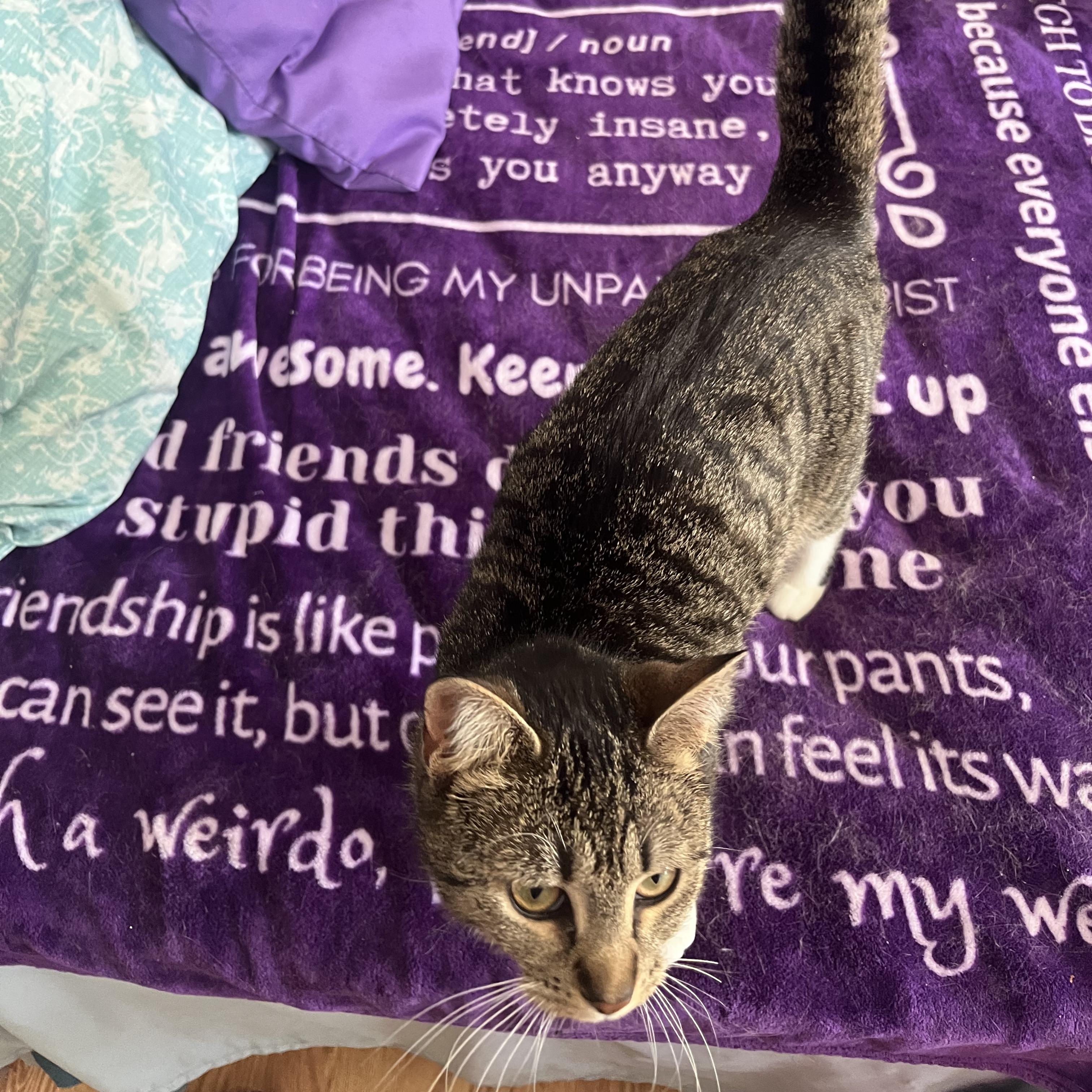 Enlarge Brownie, a Adoptable mixed breed in Mastic beach, NY image 3/4