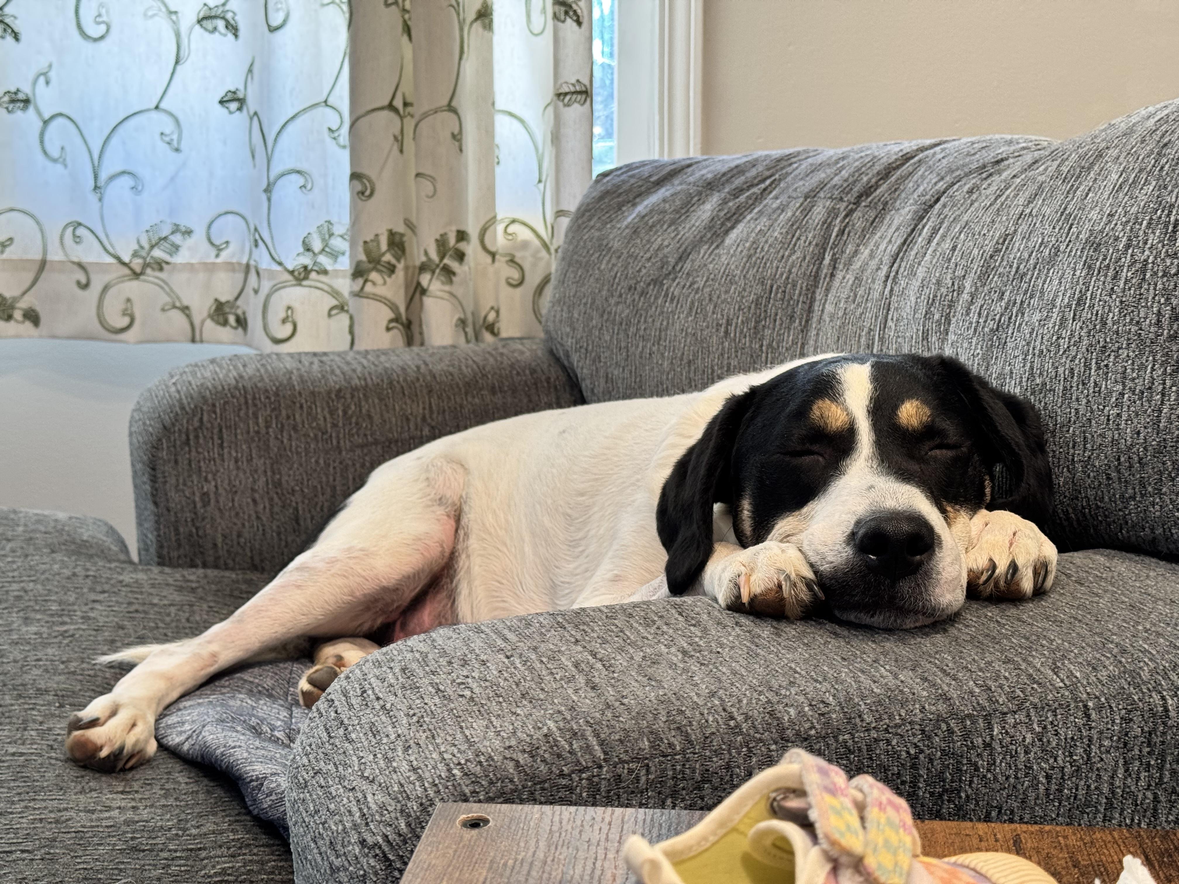 Ben, a ADOPTABLE mixed breed in Marietta, GA image 1/5