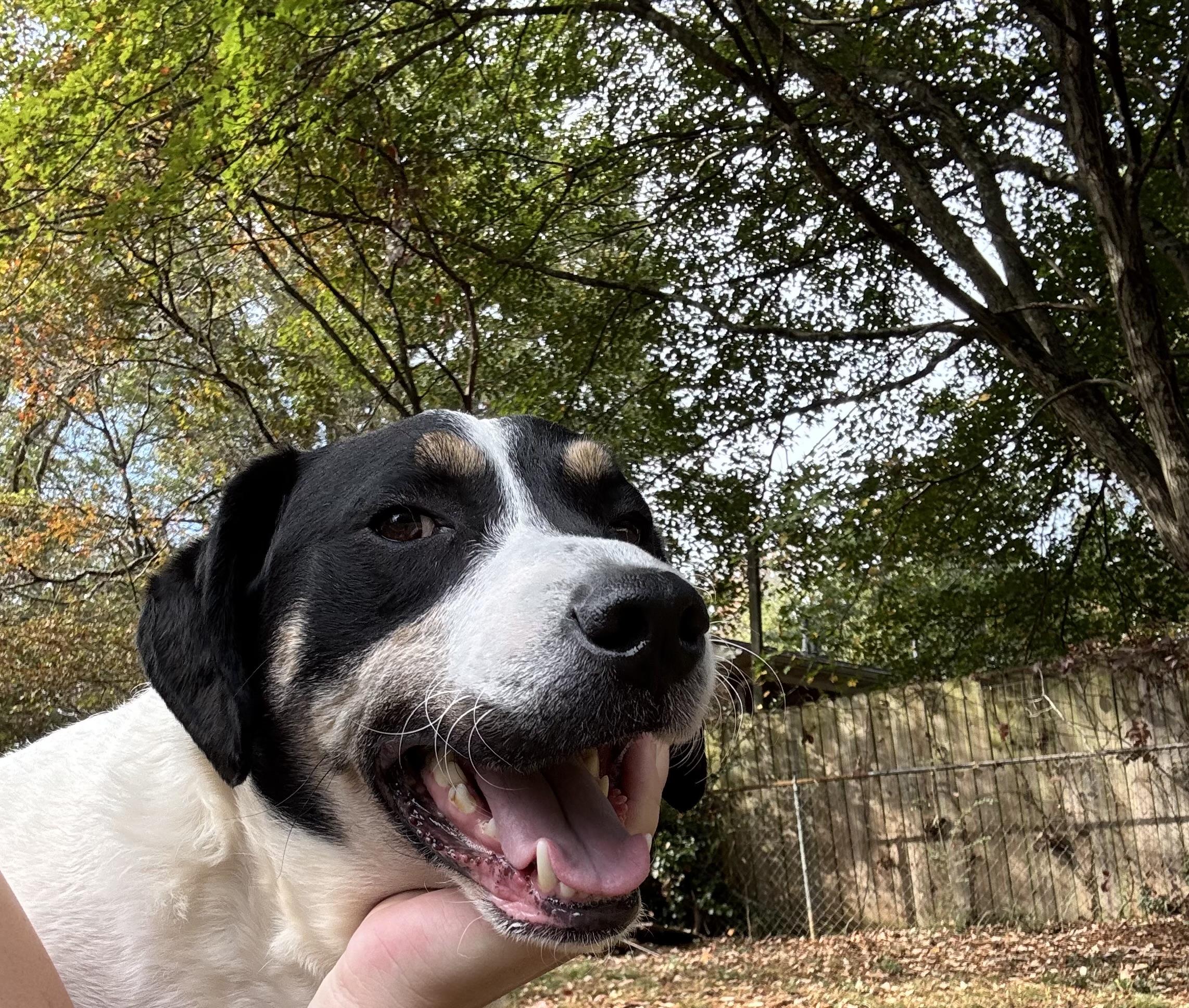 Ben, a ADOPTABLE mixed breed in Marietta, GA image 2/5