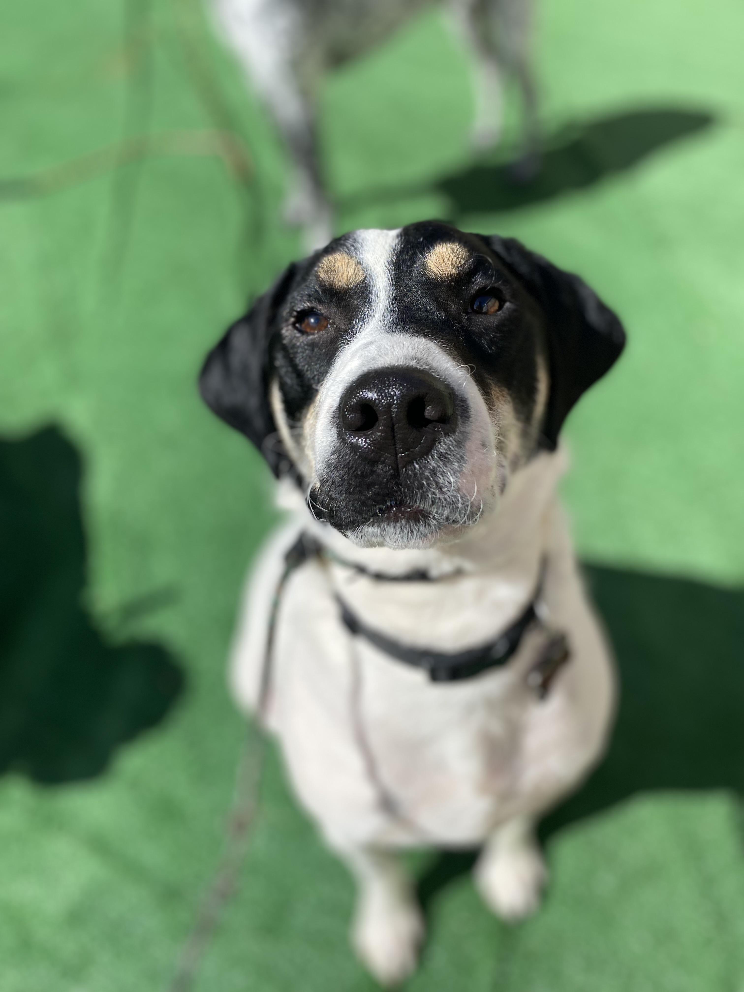 Ben, a ADOPTABLE mixed breed in Marietta, GA image 3/5