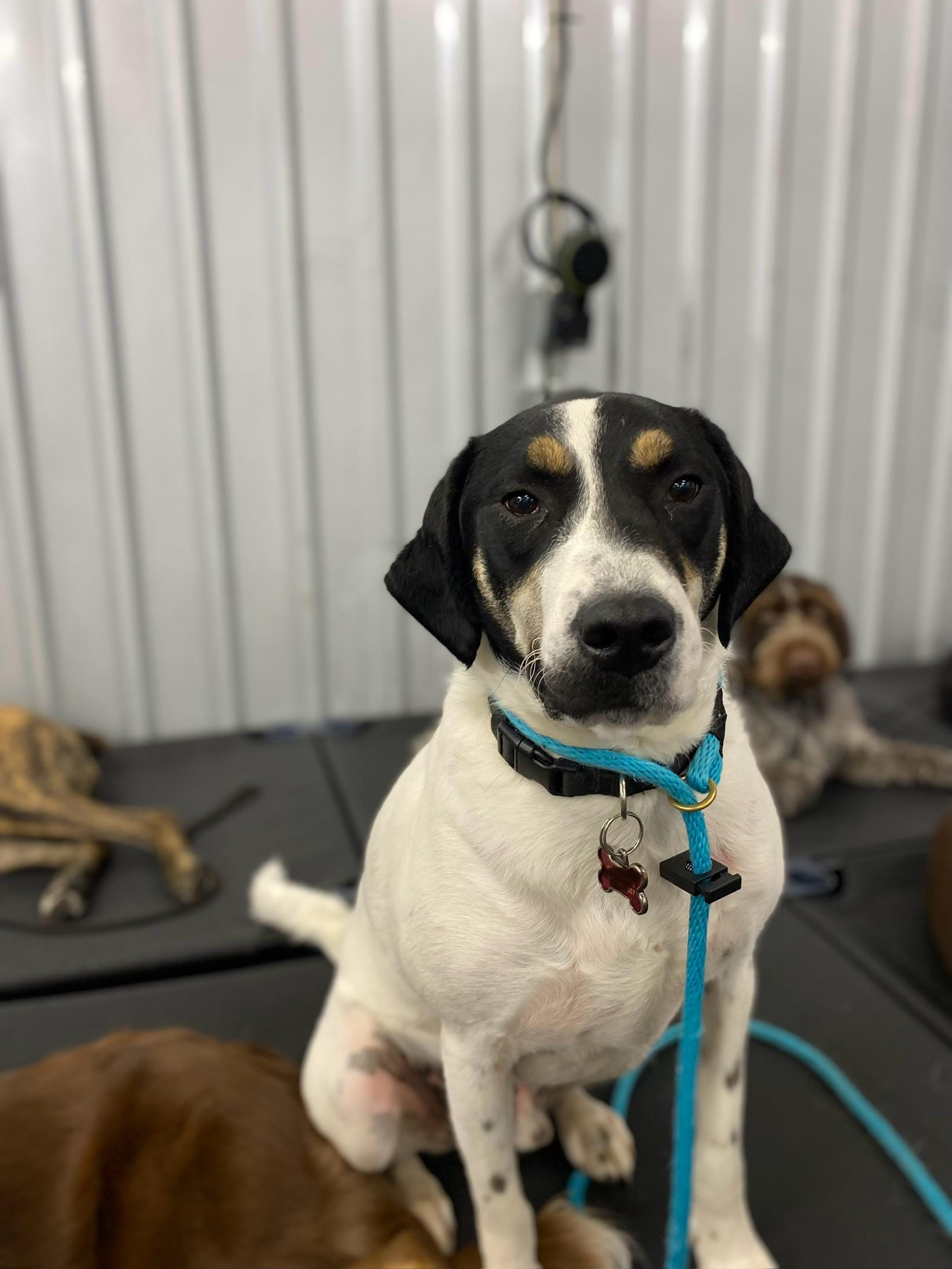 Ben, a ADOPTABLE mixed breed in Marietta, GA image 4/5