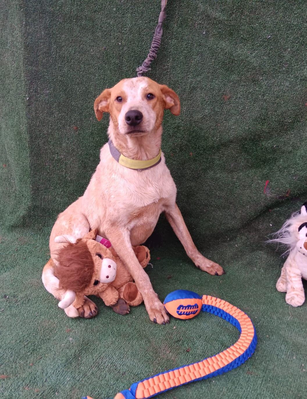 Enlarge Woof, a Adoptable mixed breed in Los Angeles, CA image 1/3