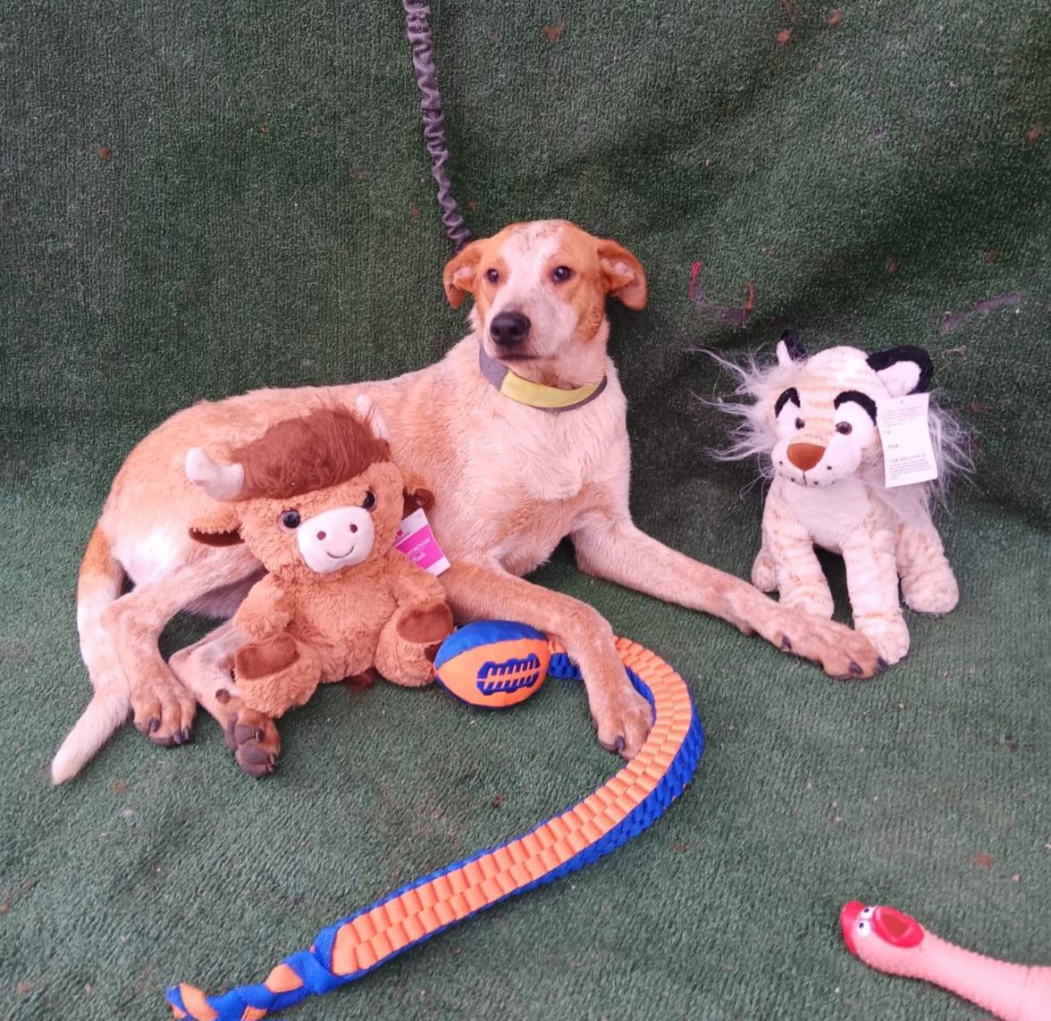 Enlarge Woof, a Adoptable mixed breed in Los Angeles, CA image 2/3