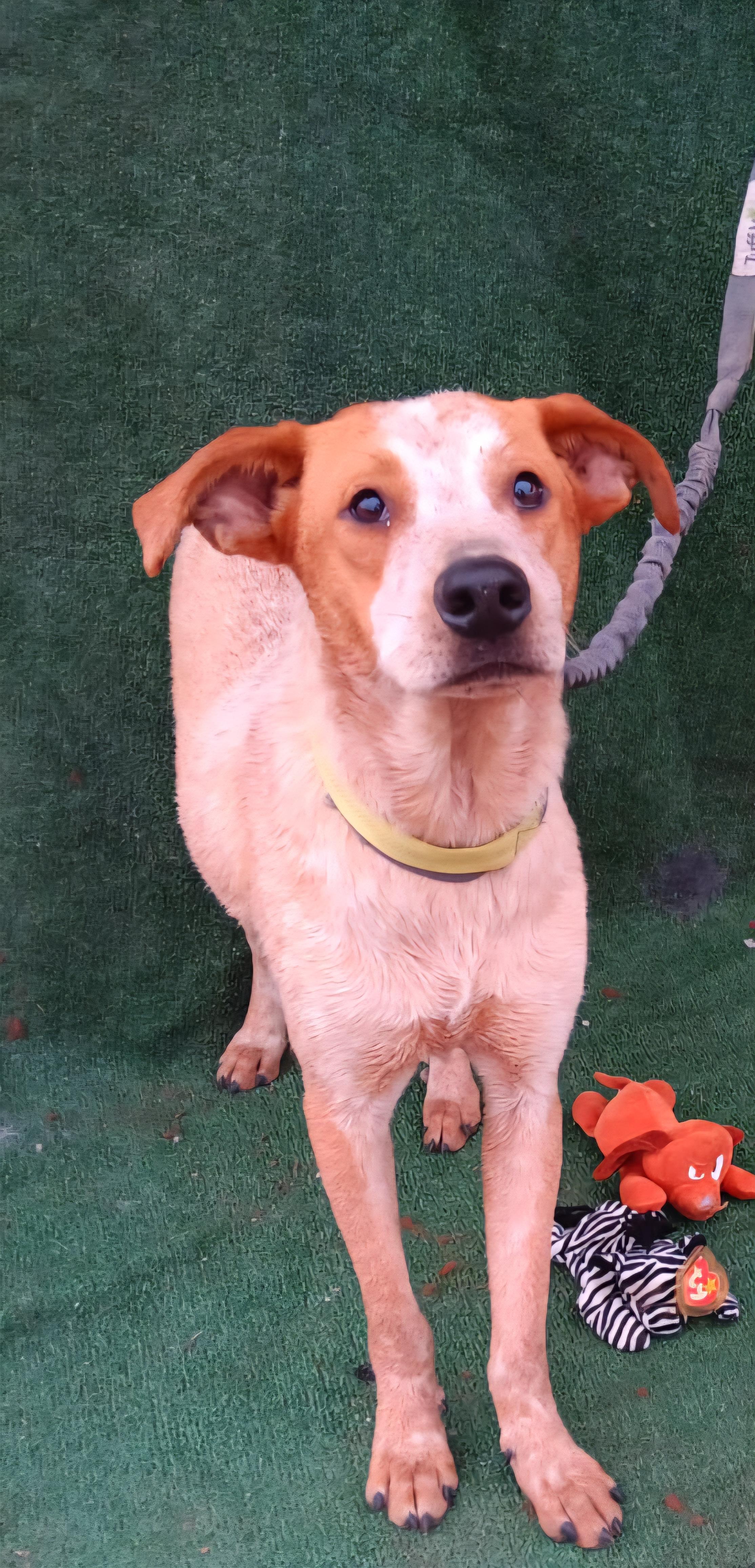 Enlarge Woof, a Adoptable mixed breed in Los Angeles, CA image 3/3