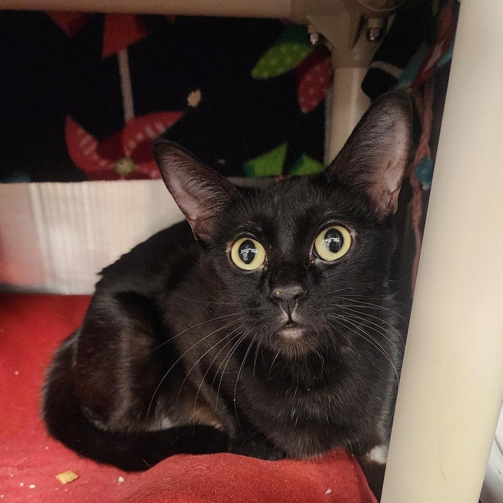 Satin, Adoptable, Adult Female Domestic Short Hair.