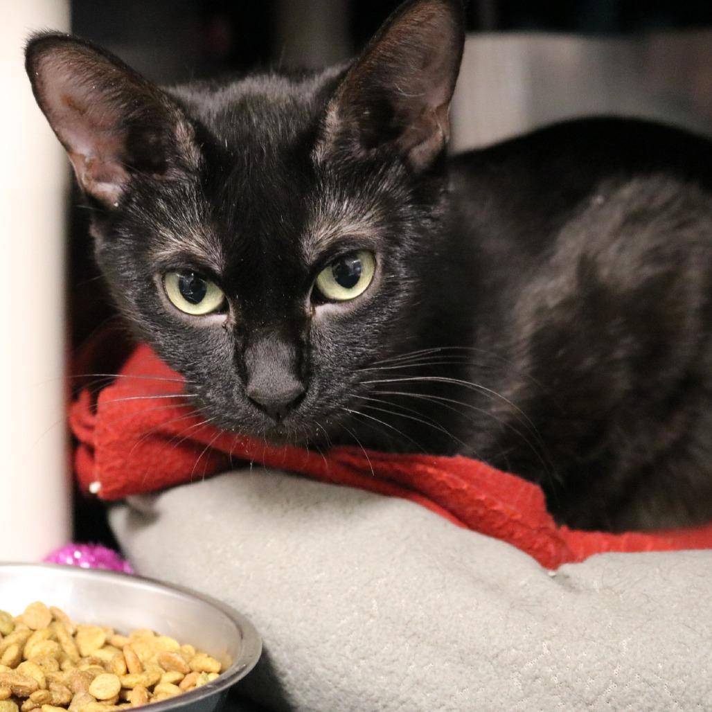Enlarge Satin, a Adoptable Domestic Short Hair in Saint Cloud, MN image 2/6