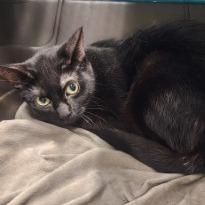Enlarge Satin, a Adoptable Domestic Short Hair in Saint Cloud, MN image 3/6