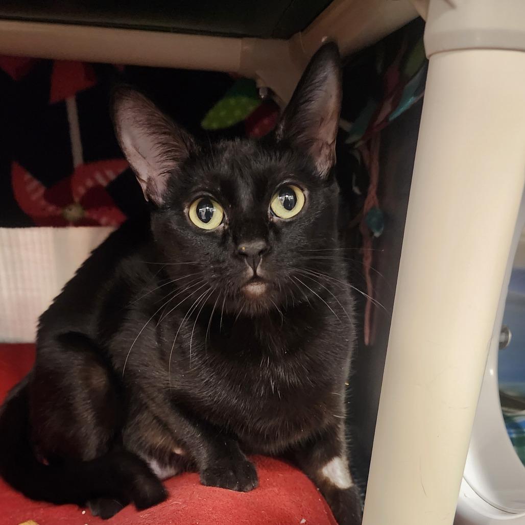 Enlarge Satin, a Adoptable Domestic Short Hair in Saint Cloud, MN image 4/6