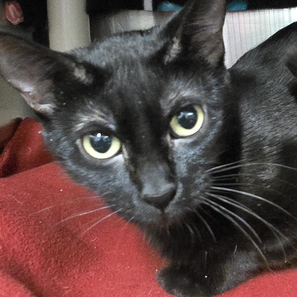 Enlarge Satin, a Adoptable Domestic Short Hair in Saint Cloud, MN image 5/6