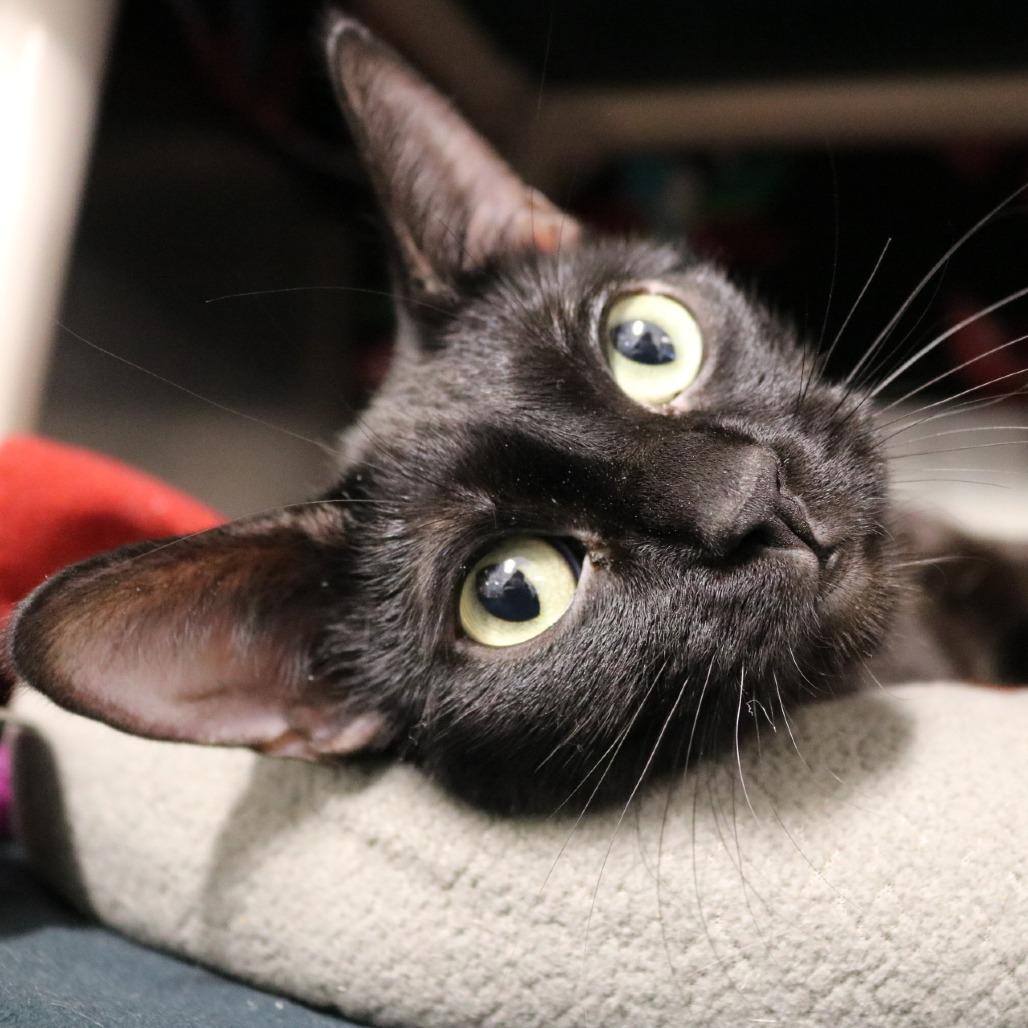 Enlarge Satin, a Adoptable Domestic Short Hair in Saint Cloud, MN image 6/6