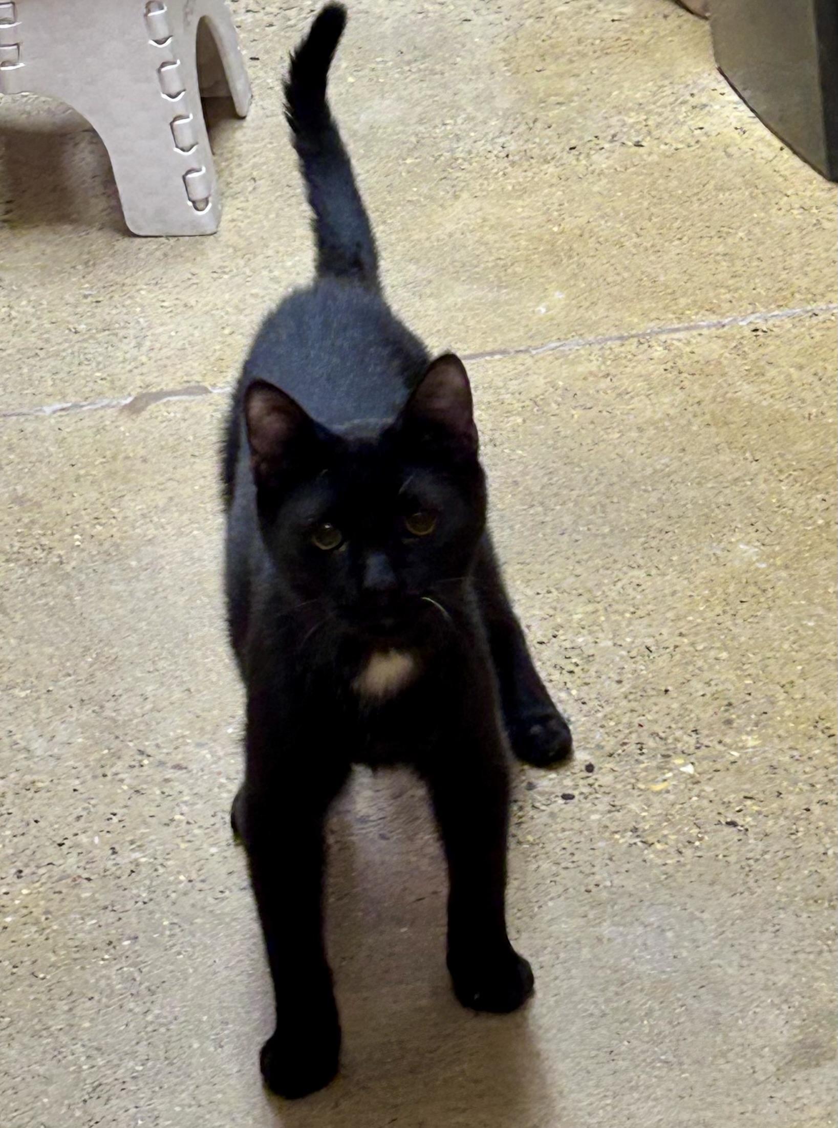 Luke, a ADOPTABLE Domestic Short Hair in Vernon Hills, IL image 2/4