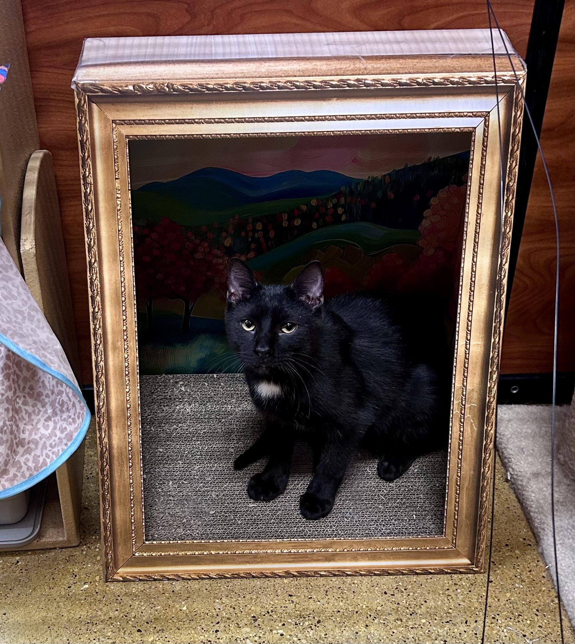 Enlarge Luke, a ADOPTABLE Domestic Short Hair in Vernon Hills, IL image 2/2