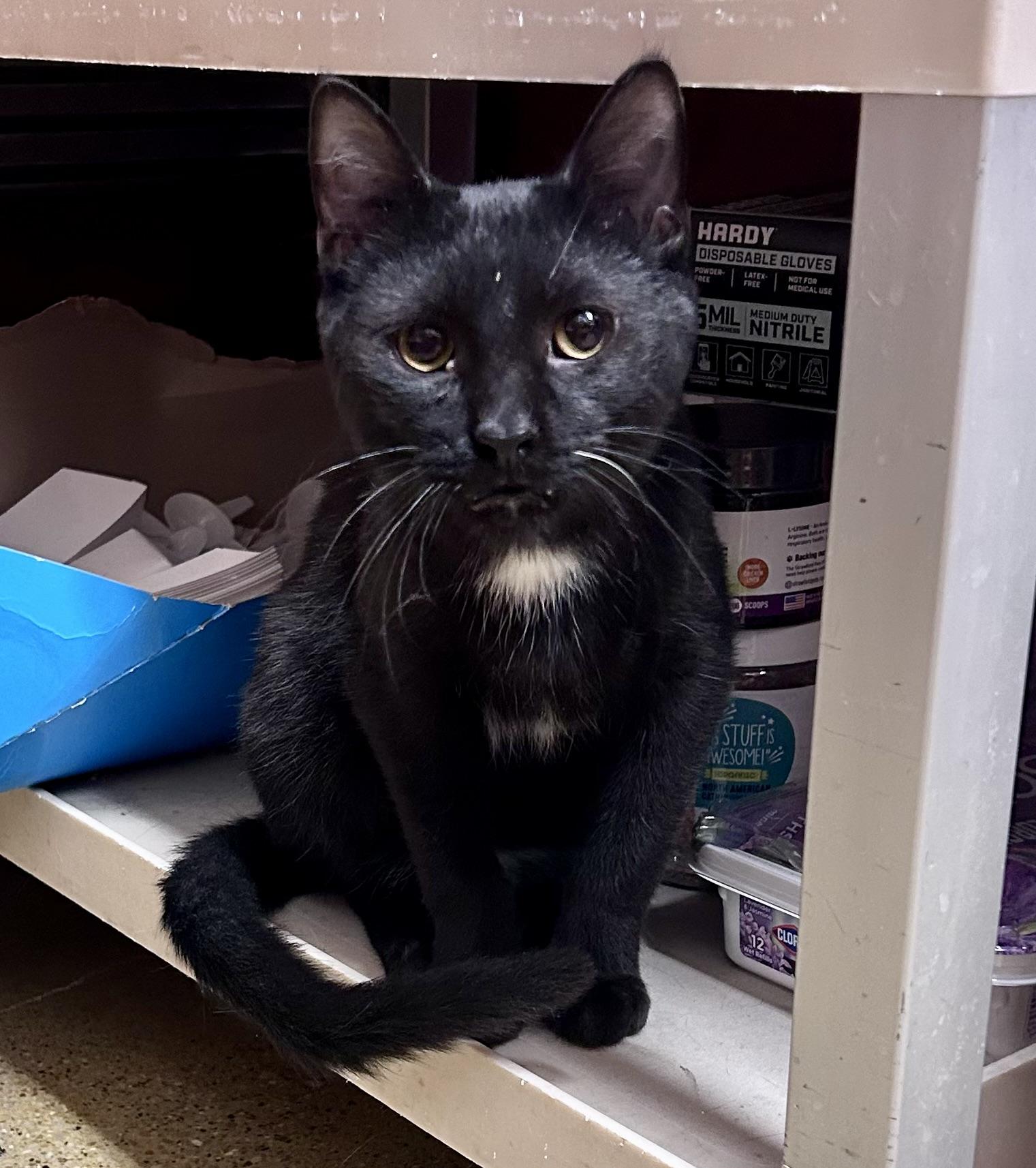 Luke, a ADOPTABLE Domestic Short Hair in Vernon Hills, IL image 3/4