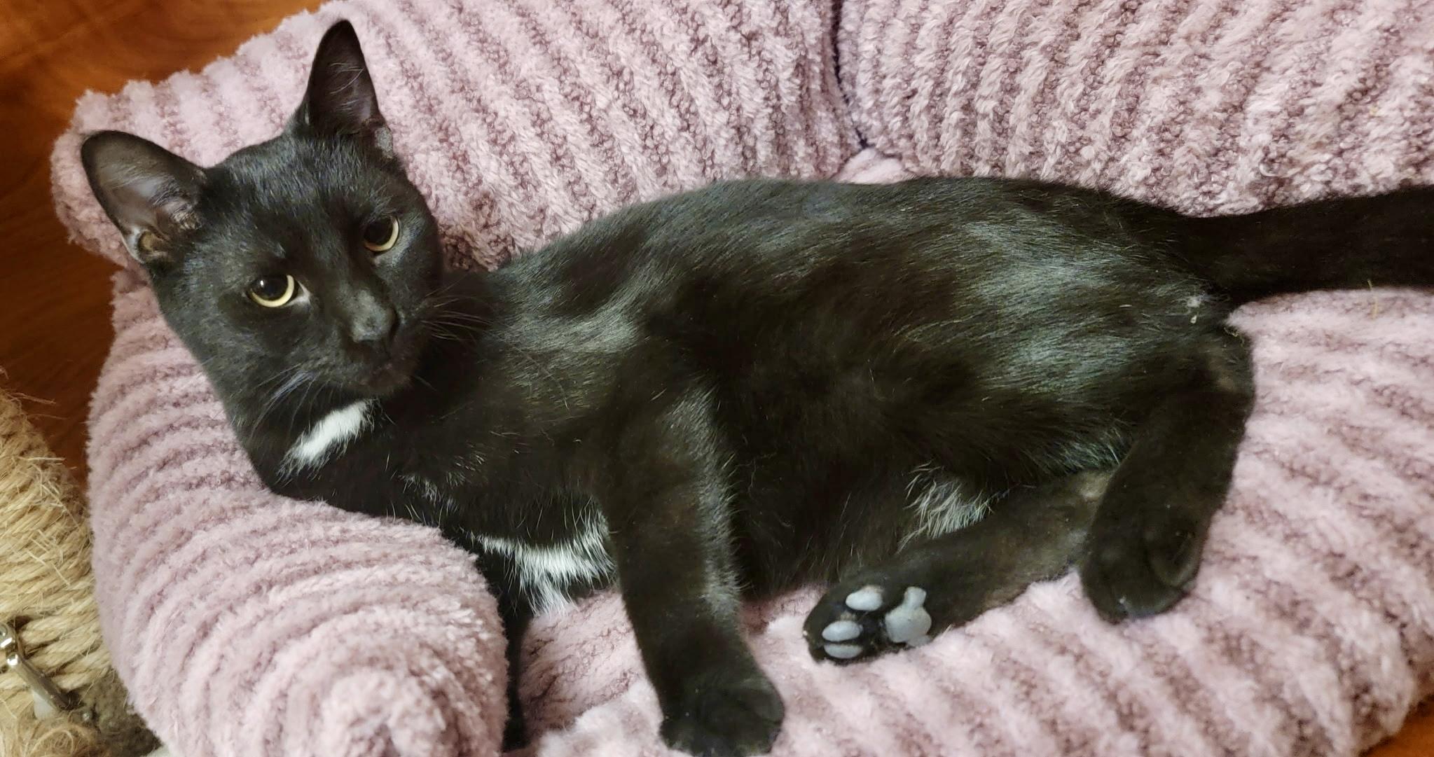 Enlarge Luke, a ADOPTABLE Domestic Short Hair in Vernon Hills, IL image 1/2