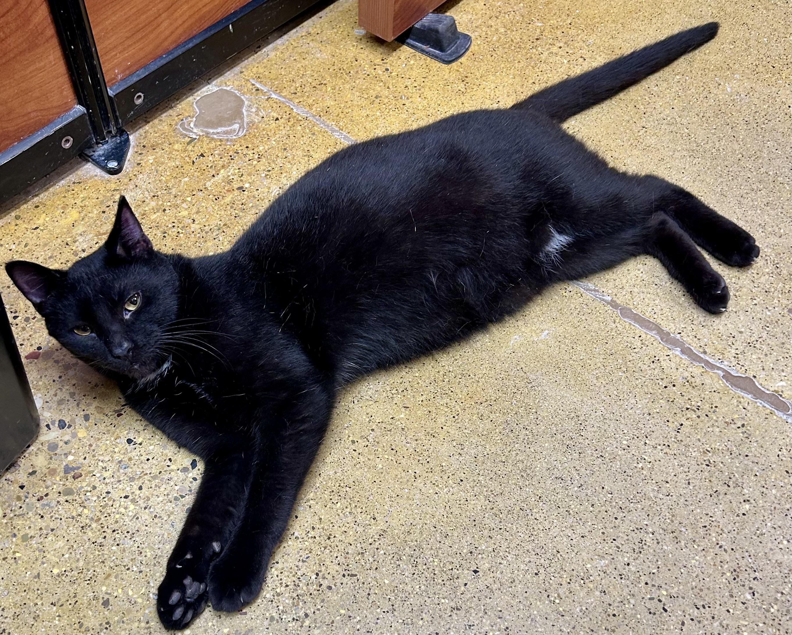 Enlarge Luke, a ADOPTABLE Domestic Short Hair in Vernon Hills, IL image 3/4