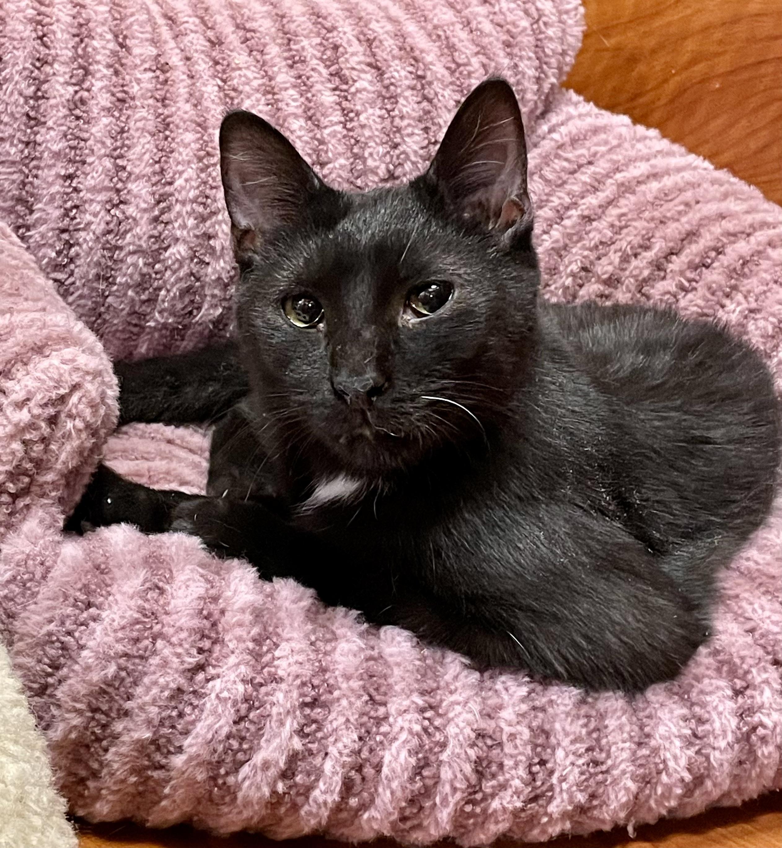 Luke, a ADOPTABLE Domestic Short Hair in Vernon Hills, IL image 4/4