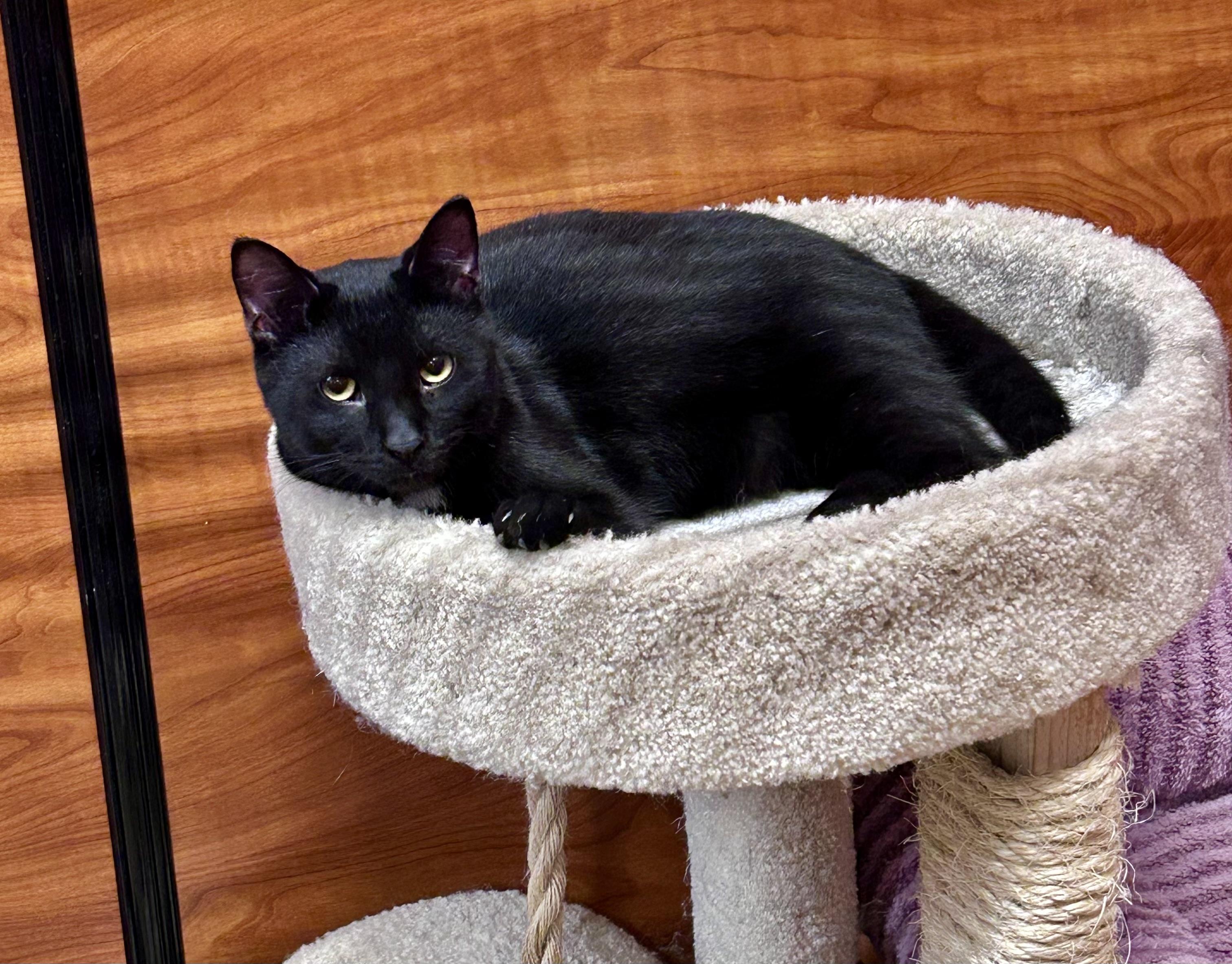 Enlarge Luke, a ADOPTABLE Domestic Short Hair in Vernon Hills, IL image 4/4