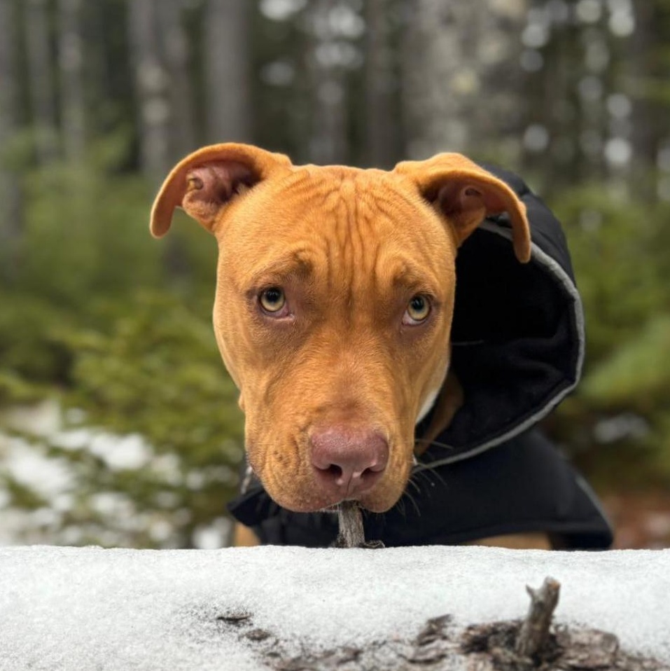 Enlarge Luna, a Adopted mixed breed in Head of Saint Margarets Bay, NS image 3/6