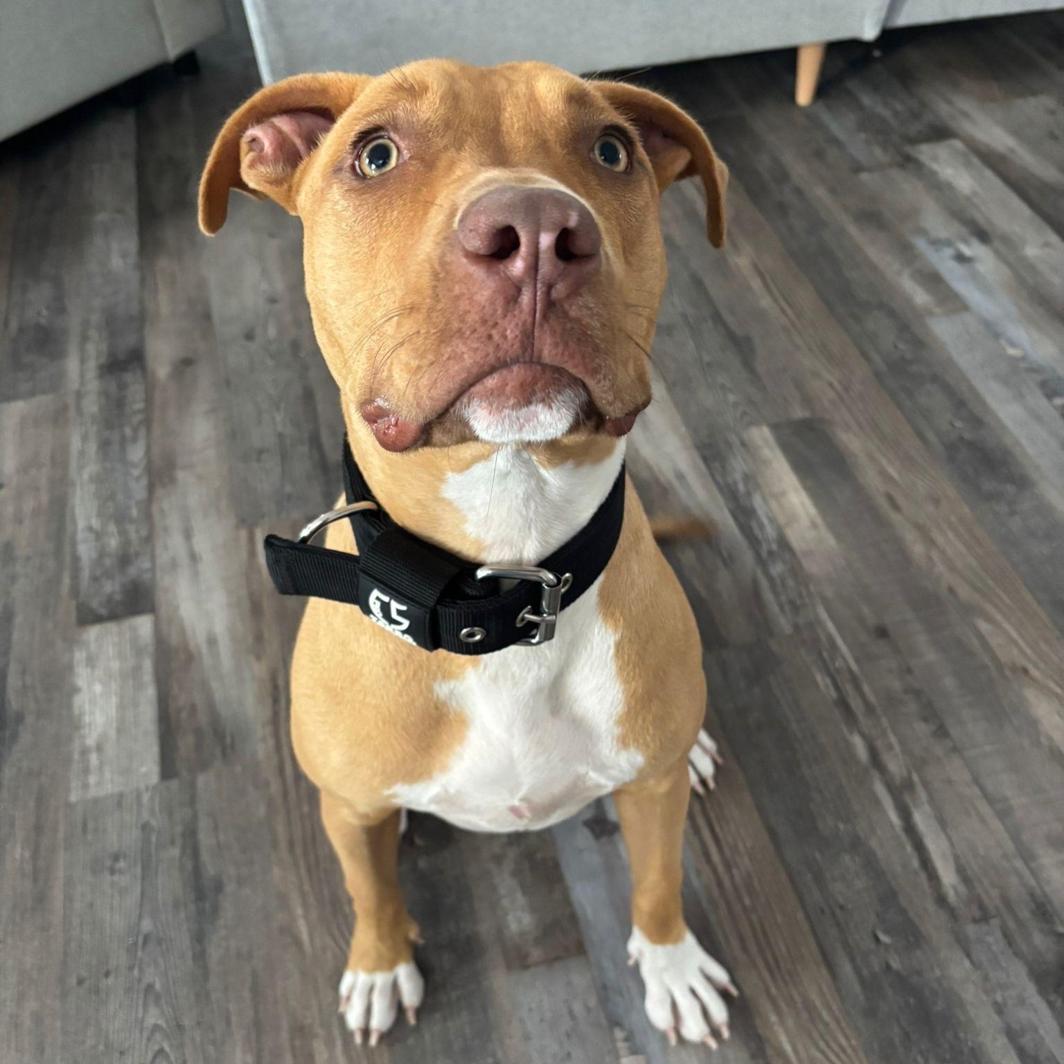 Enlarge Luna, a Adopted mixed breed in Head of Saint Margarets Bay, NS image 2/6