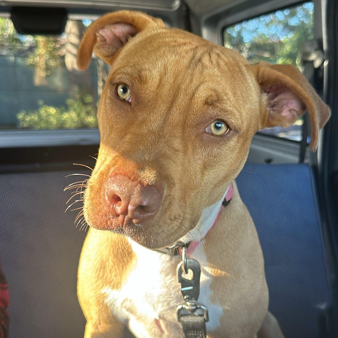 Luna, Adopted, Young Female Mixed Breed & Pit Bull Terrier.