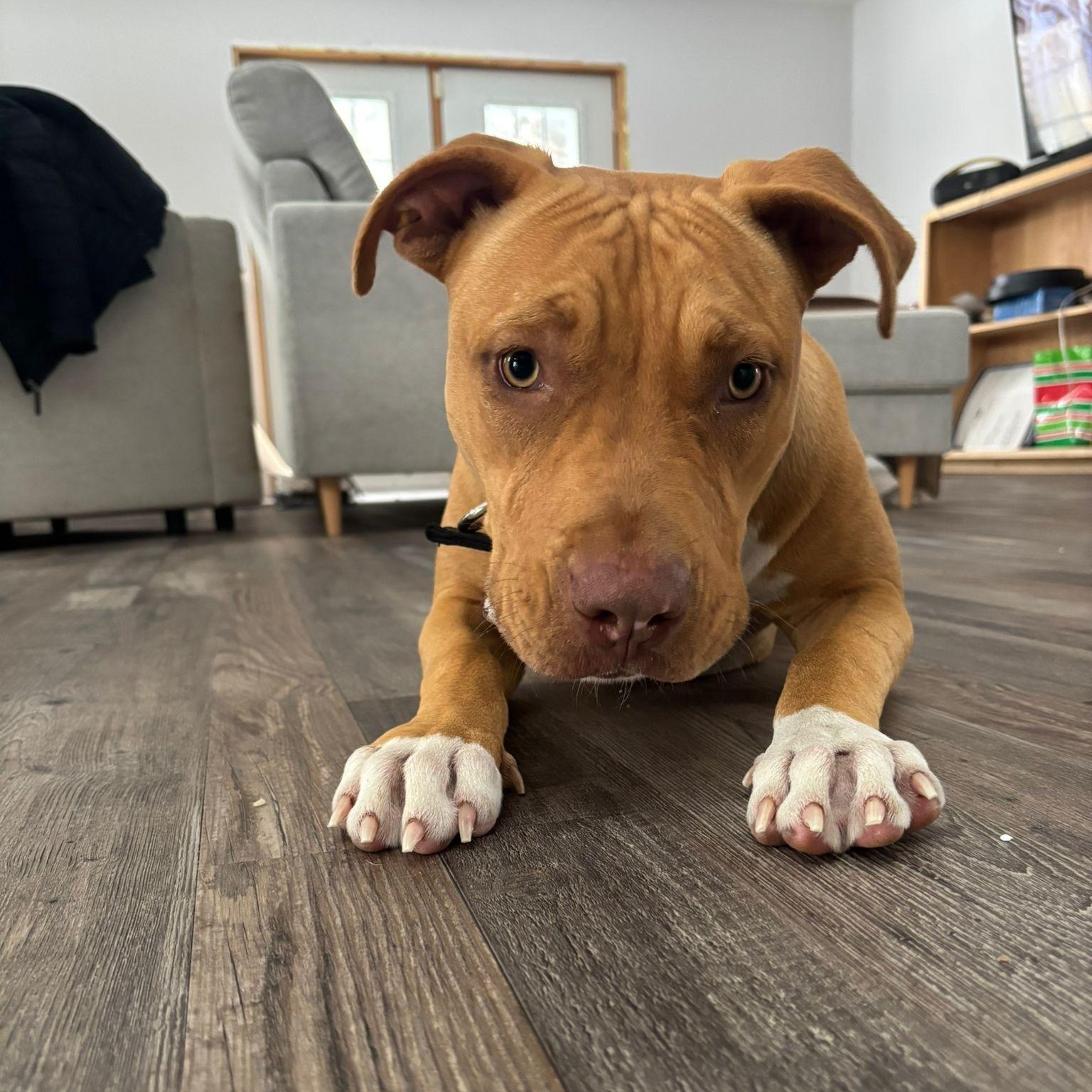 Enlarge Luna, a Adopted mixed breed in Head of Saint Margarets Bay, NS image 5/6