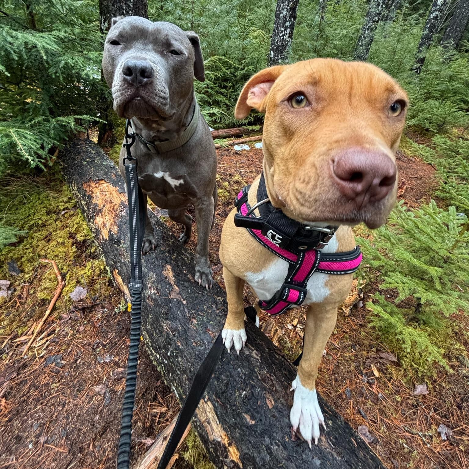 Enlarge Luna, a Adopted mixed breed in Head of Saint Margarets Bay, NS image 4/6