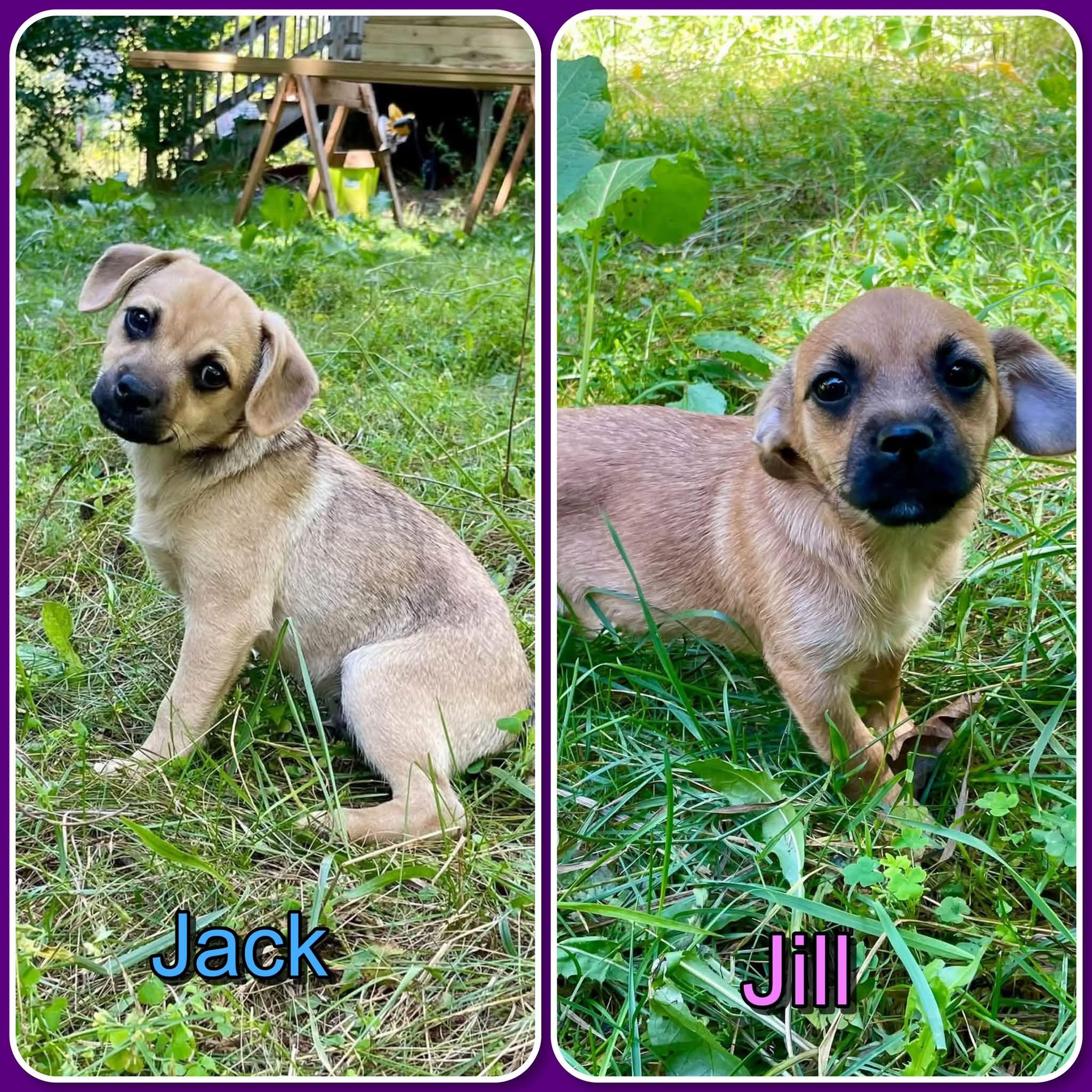 Jack & Jill - puppies 1 male 1 female, Adopted, Puppy Male Chihuahua & Pug.