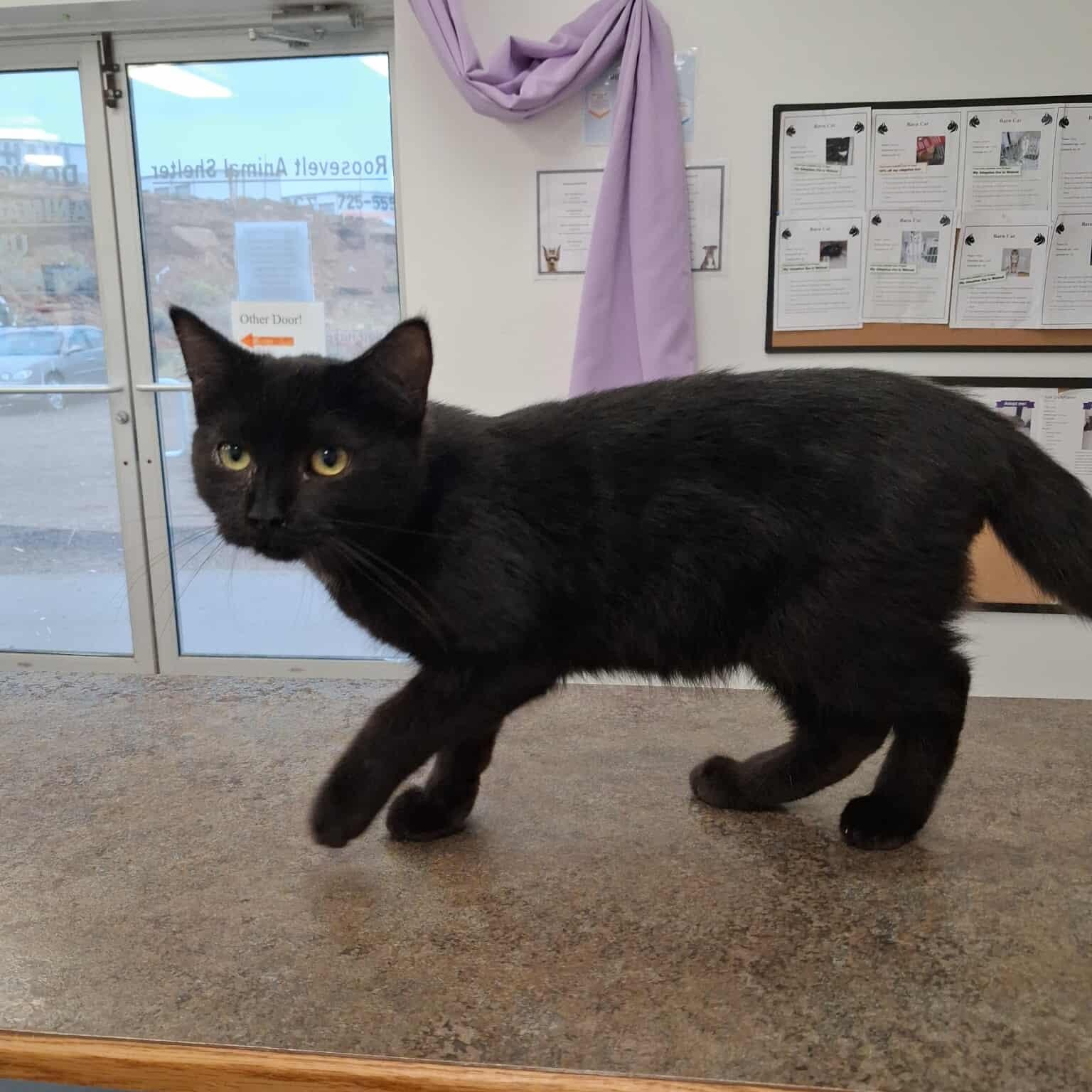 Octavian, an adoptable Domestic Short Hair in Roosevelt, UT, 84066 | Photo Image 1