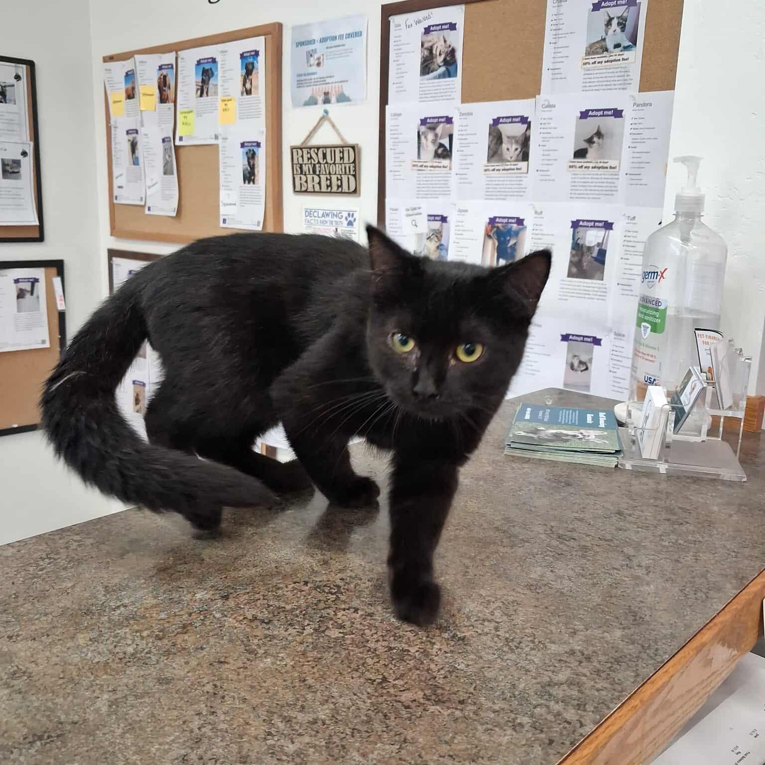 Octavian, an adoptable Domestic Short Hair in Roosevelt, UT, 84066 | Photo Image 2