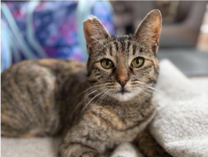 Bubbles (bonded with Ella), Adoptable, Young Female Domestic Short Hair.