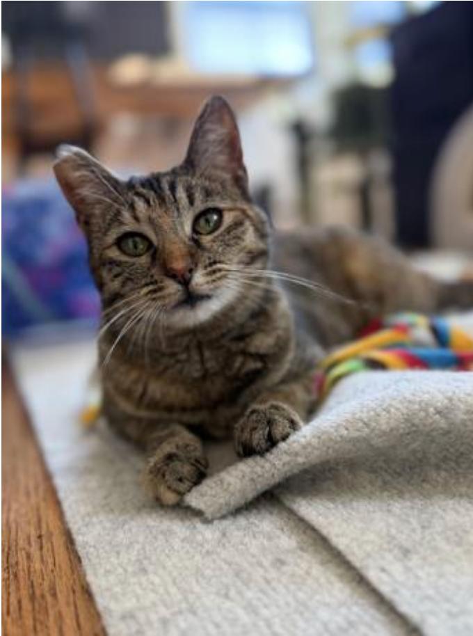 Bubbles (bonded with Ella), a Adoptable Domestic Short Hair in Oakland, CA image 2/3