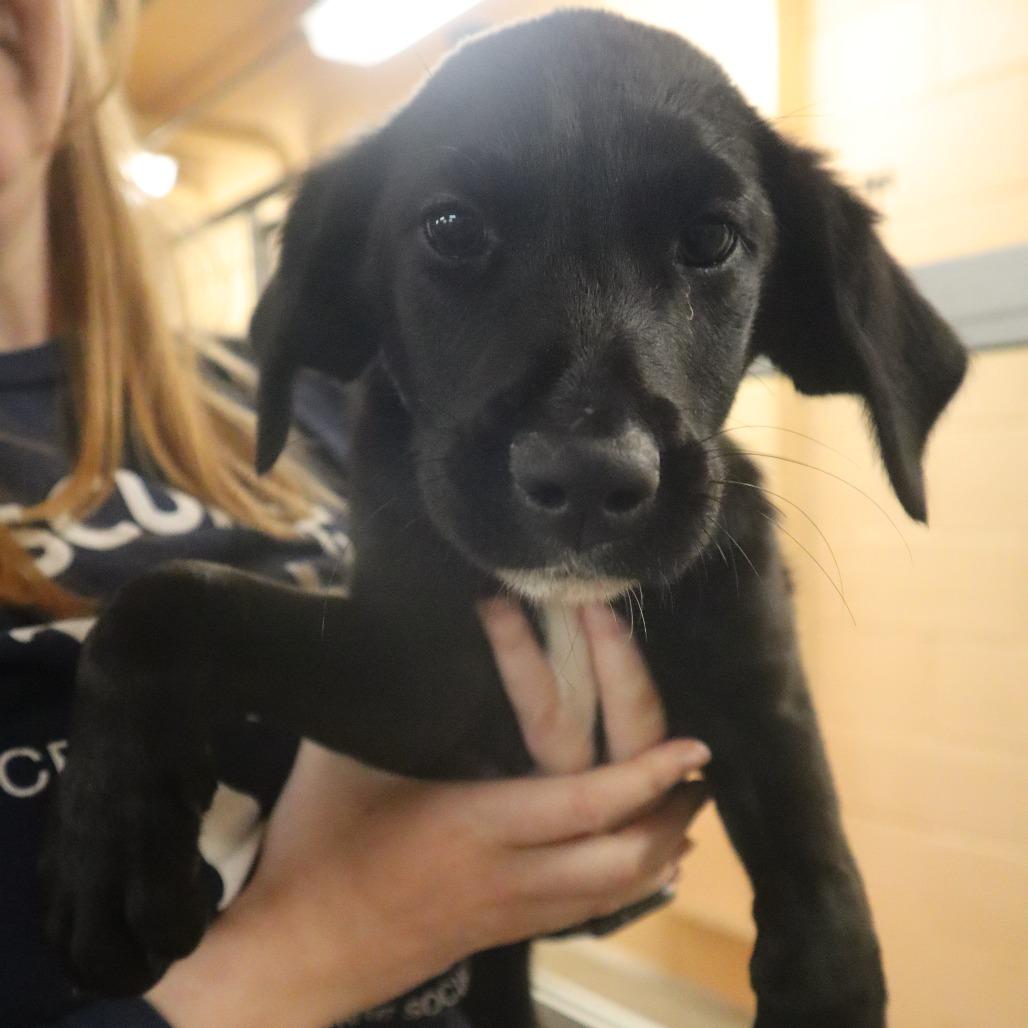 Enlarge Samwise, a Adoptable Mixed Breed in Waukesha, WI image 1/1